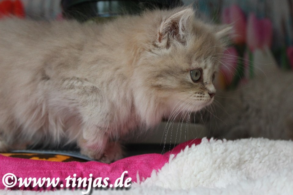 Britisch Langhaar  Katzenbaby auf der Pirsch..</A>